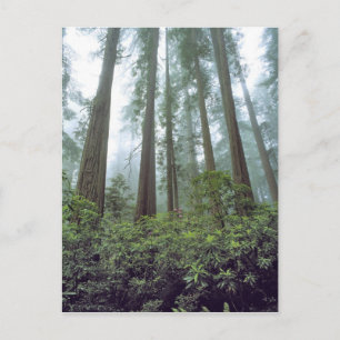 Carte Postale États-Unis, Californie, Redwood NP. Le brouillard 