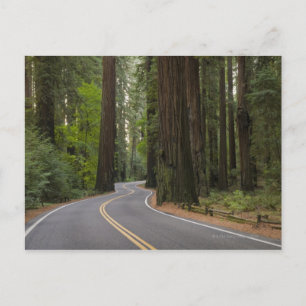 Carte Postale États-Unis, Californie, route à travers la forêt d