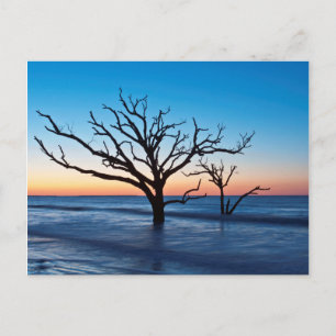 Carte Postale États-Unis, Caroline du Sud, Edisto Island, Botany