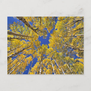 Carte Postale États-Unis, Colorado, Aspen area. Forêt d'Aspen à 