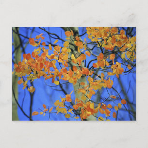 Carte Postale États-Unis, Colorado. Feuilles de tremble qui ont