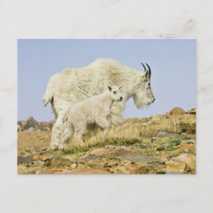 Carte Postale États-Unis, Colorado, Montagnes Rocheuses, mont Ev