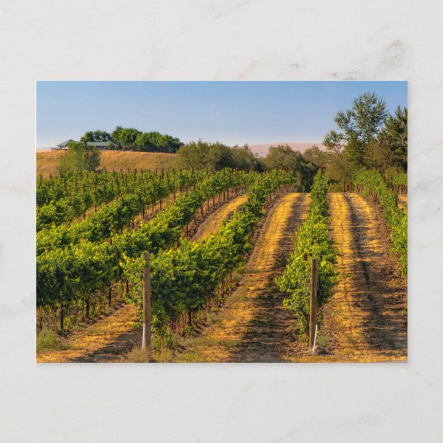 Carte Postale États-Unis, Est de Washington, Vignobles Walla Wal (Devant)
