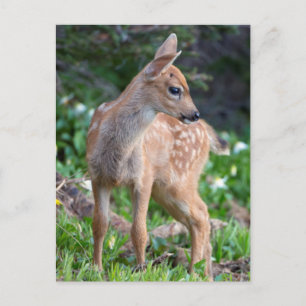 Carte Postale États-Unis, État de Washington. Blacktail Deer Faw