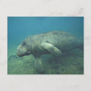 Carte Postale États-Unis, FL, Manatee
