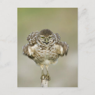 Carte Postale États-Unis, Floride, Cape Coral, Gros plan de l'ex