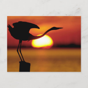 Carte Postale États-Unis, Floride, St. Petersburg, Fort De Soto