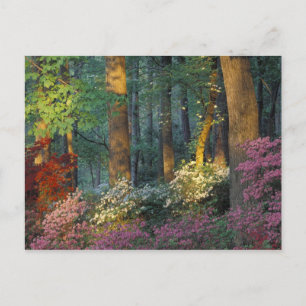 Carte Postale États-Unis, Géorgie, Callaway Gardens, forêt d'Aza