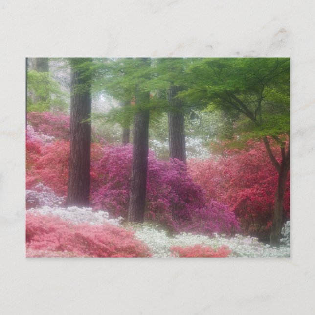 Carte Postale États-Unis ; Géorgie ; Pine mountain. Azaleas à (Devant)