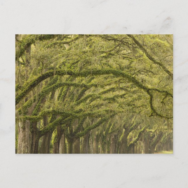 Carte Postale États-Unis ; Géorgie ; Savannah. Chênes avec (Devant)