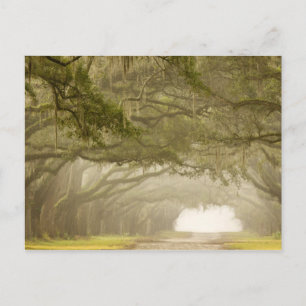 Carte Postale États-Unis, Géorgie, Savannah, Une allée bordée de