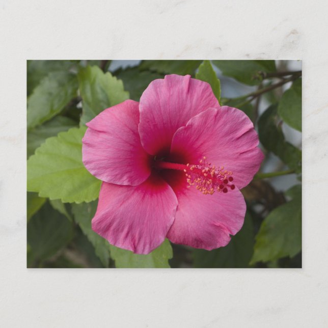 Carte Postale États-Unis, Hawaï, Oahu. L'Hibiscus est le 2 (Devant)
