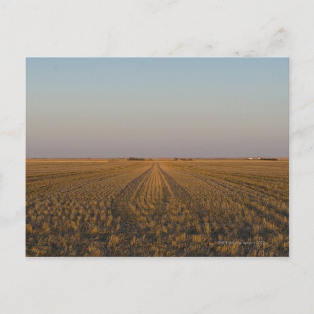 Carte Postale États-Unis, Kansas, champ (Devant)