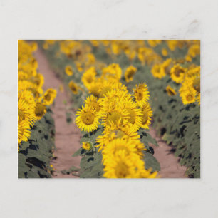 Carte Postale États-Unis, Kansas. Tournesols (Helianthus Annuus)