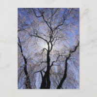 États-Unis, Kentucky, Lexington. Arbre rétro-éclai