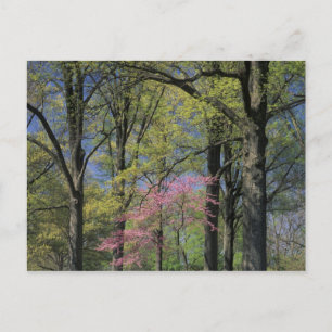 Carte Postale États-Unis, Kentucky, Louisville. Cercis canadensi