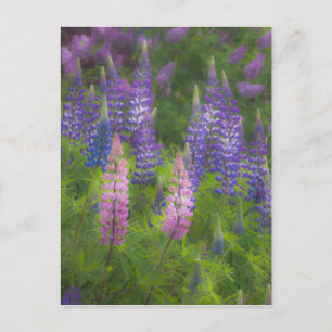 Carte Postale États-Unis, Maine, Southwest Harbor. Lupin en fleu