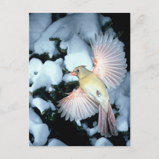 Carte Postale États-Unis, Minnesota, Mendota Heights, Cardinal f (Devant)