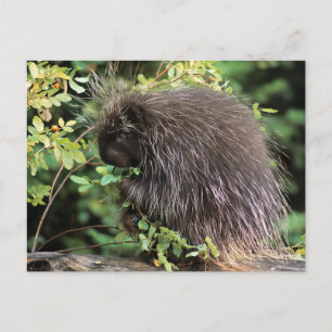 Carte Postale États-Unis, Montana, Kalispell. Porc-épic et cynor