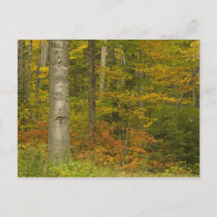Carte Postale États-Unis, New Hampshire, Livermore, White Mounta