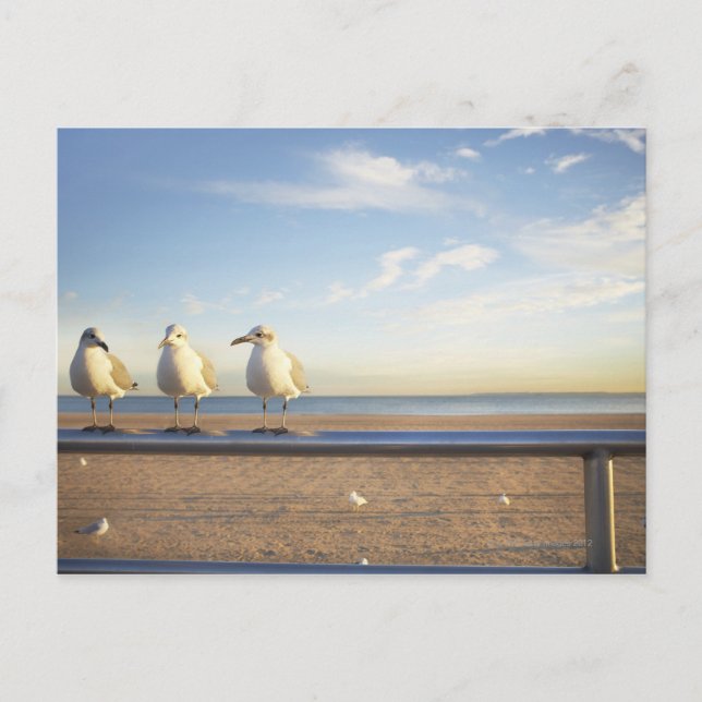 Carte Postale États-Unis, New York, Coney Island, trois mouettes (Devant)