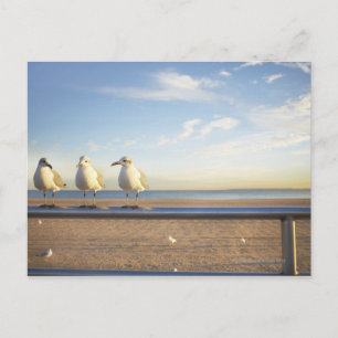 Carte Postale États-Unis, New York, Coney Island, trois mouettes