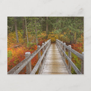 Carte Postale États-Unis, Oregon, Forêt nationale de Willamette.