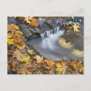 Carte Postale États-Unis, Oregon, Sweet Creek. Feuilles d'érable
