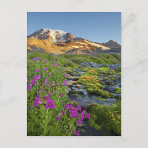 Carte Postale États-Unis, Parc national du Mont Rainier, Washing