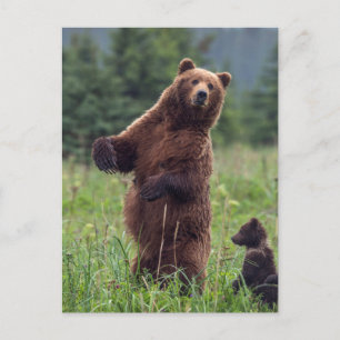 Carte Postale États-Unis, sud-est de l'Alaska, ours brun et ours
