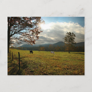 Carte Postale États-Unis, Tennessee. Chevaux dans la vallée de C