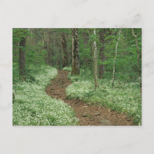 Carte Postale États-Unis, Tennessee, Great Smoky Mountains NP, 3