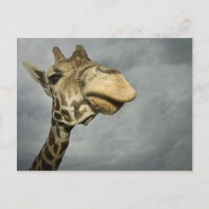 Carte Postale États-Unis, Texas, Fossil Rim Wildlife Area, giraf