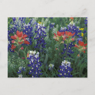 Carte Postale États-Unis, Texas Hill Country. Bleuets et