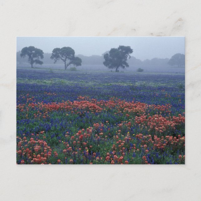 Carte Postale États-Unis, Texas, près de Lytle Brouillard, chêne (Devant)