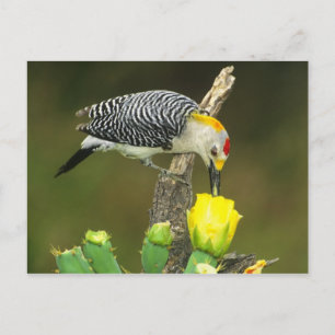 Carte Postale États-Unis, Texas, Rio Grande Valley, McAllen. Mâl