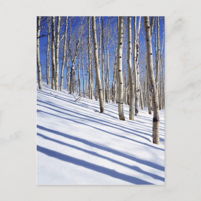 Carte Postale États-Unis, Utah, Dixie National Forest, Aspen Gro (Devant)
