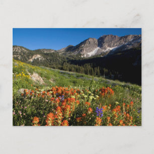 Carte Postale États-Unis, Utah, Forêt nationale d'Uinta-Wasatch-