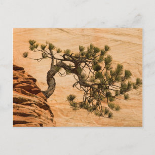 Carte Postale États-Unis, Utah, parc national de Zion. Pin