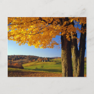 Carte Postale États-Unis, Vermont. Scène de ferme près de South 