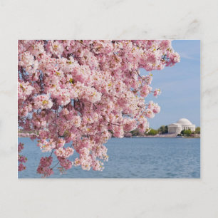 Carte Postale États-Unis, Washington DC, Cerisier