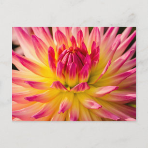 Carte Postale États-Unis, Washington. Détail de la fleur de dahl