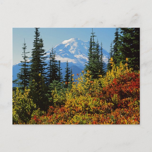 Carte Postale États-Unis, Washington, Mt. Rainier National Park  (Devant)