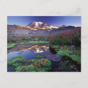 Carte Postale États-Unis, Washington, Mt. Rainier NP, lever du s