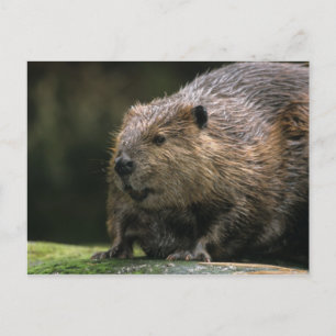 Carte Postale États-Unis, Washington, Northwest Trek. Castor
