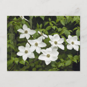 Carte Postale États-Unis, Washington, Pacific Dogwood, Cornus