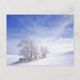 Carte Postale États-Unis, Washington, Palouse Area, Noir givré