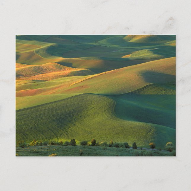 Carte Postale États-Unis, Washington, Palouse, comté de Whitman (Devant)