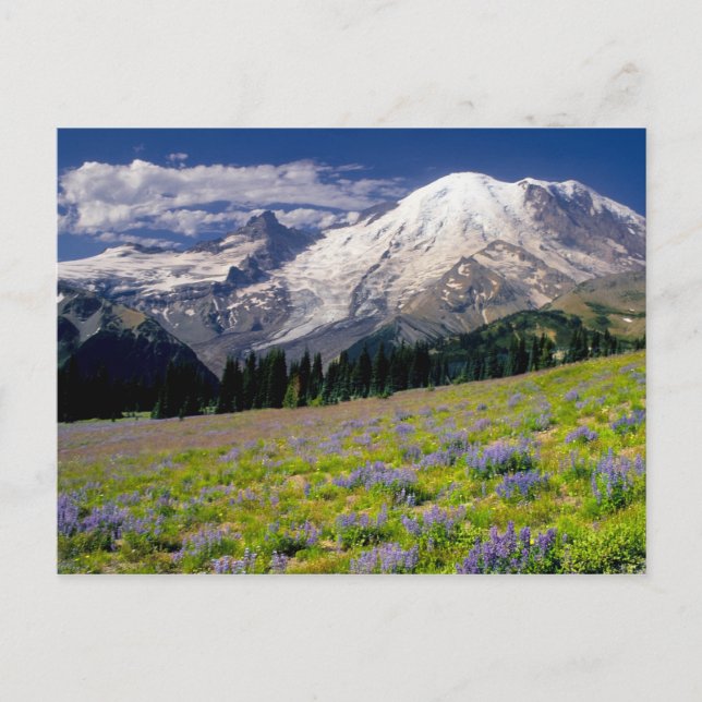 Carte Postale États-Unis, Washington, Parc national du Mont Rain (Devant)