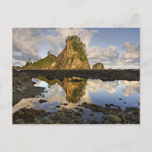 Carte Postale États-Unis, Washington, Parc national Olympique.